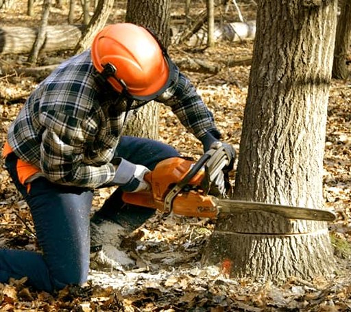 Tree Removal in Hermanville, MS
